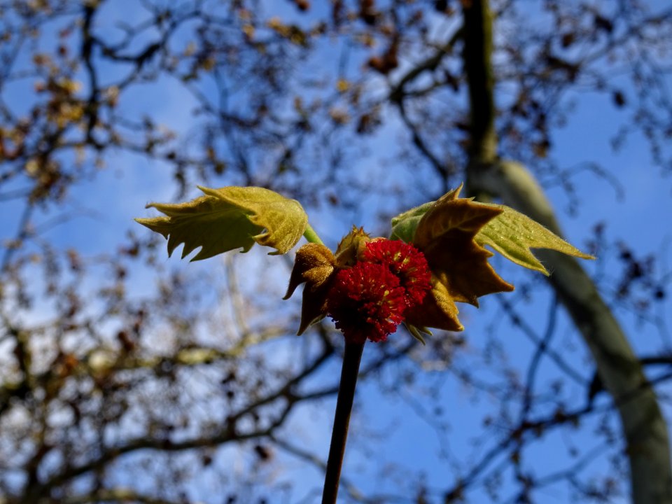 Capitules rouges de fleurs femelles et jeunes feuilles. Pl… 
