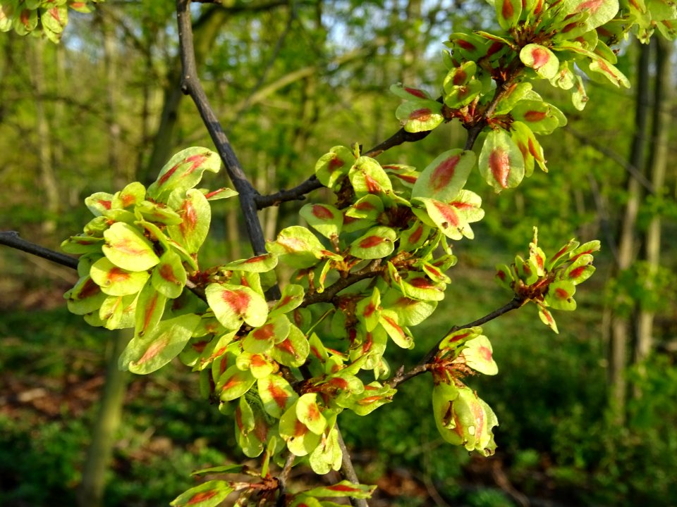 Samares immatures d'Orme champêtre, Ulmus campestris, Ulma… 