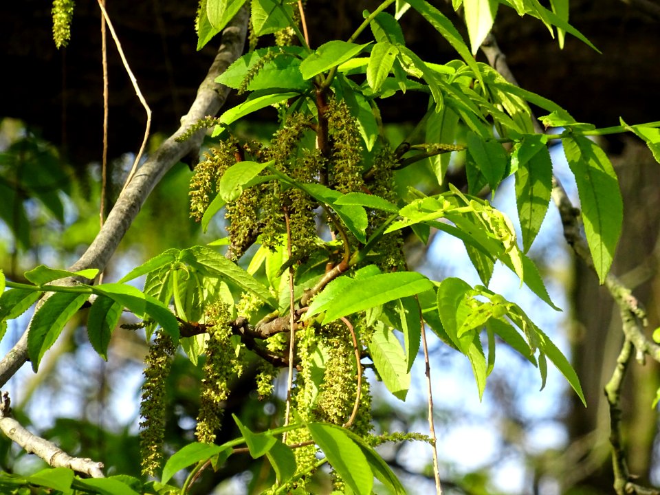 Feuilles et châtons mâles, Ptérocaryer du Caucase, Pteroca… 