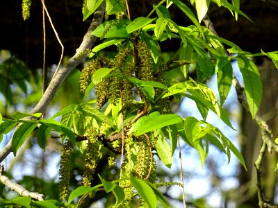 Feuilles et châtons mâles, Ptérocaryer du Caucase, Pteroca… 