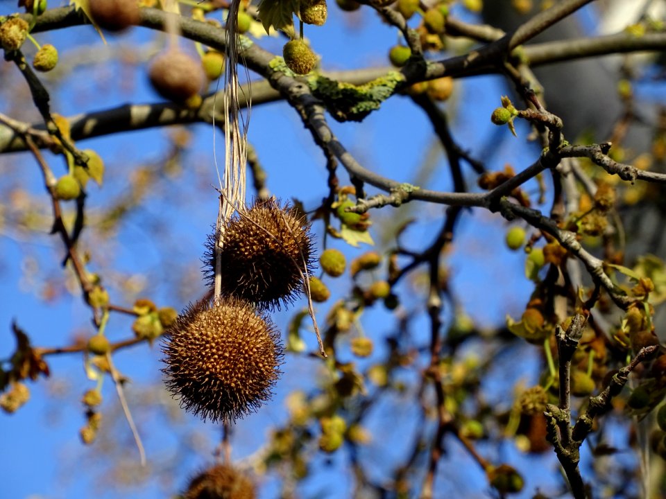 Capitules de fleurs femelles de platane, matures de l'anné… 