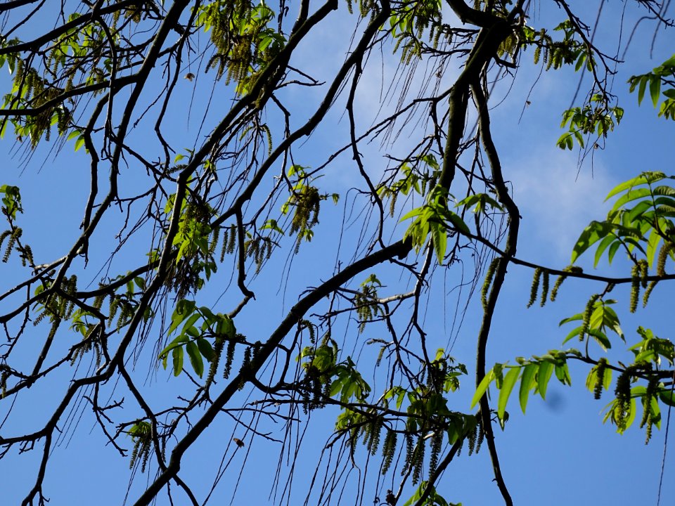 Feuilles et châtons mâles, Ptérocaryer du Caucase, Pteroca… 