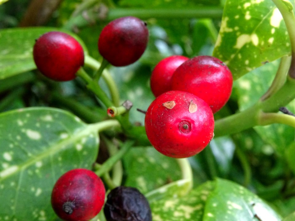 Baies de l'Aucuba du Japon, Aucuba japonica, Cornacées 