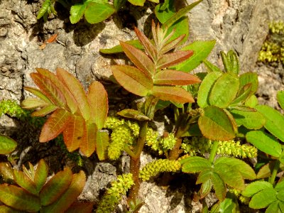 Feuilles, châtons mâles et tronc du Ptérocaryer du Caucase… 