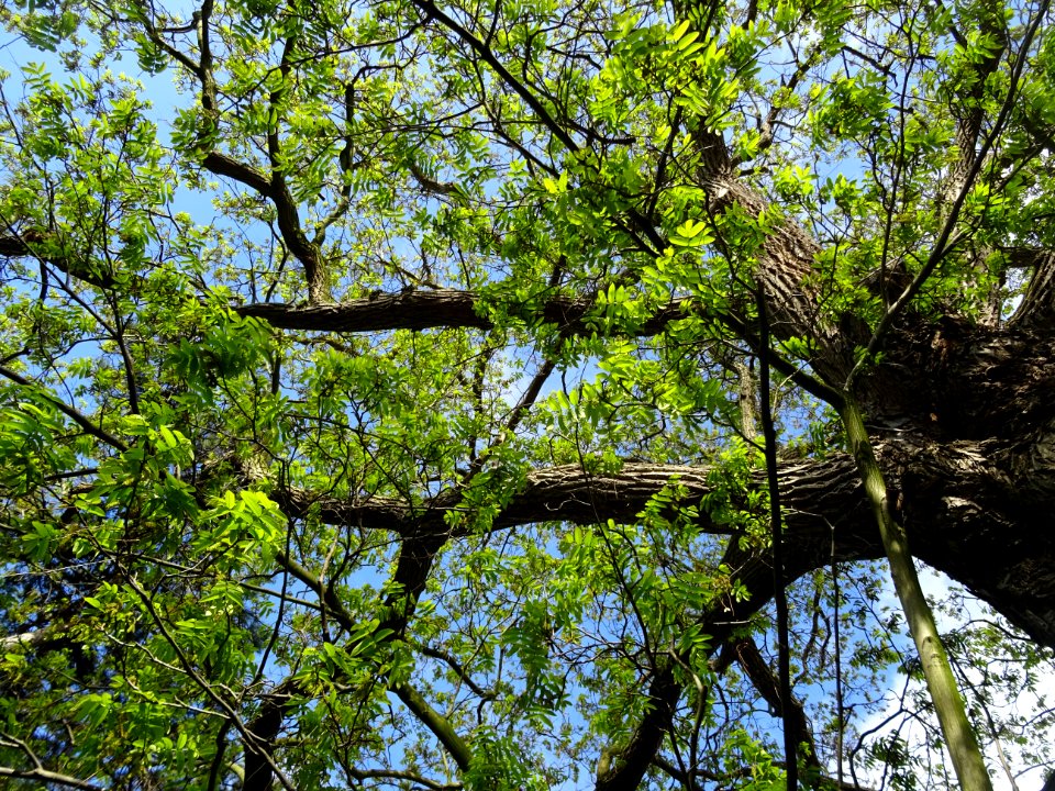 Feuilles et tronc du Ptérocaryer du Caucase, Pterocarya fr… 