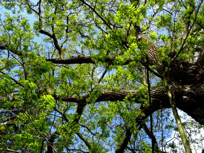 Feuilles et tronc du Ptérocaryer du Caucase, Pterocarya fr… 