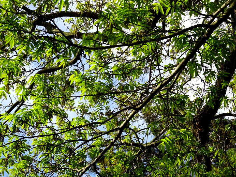 Feuilles et châtons mâles, Ptérocaryer du Caucase, Pteroca… 