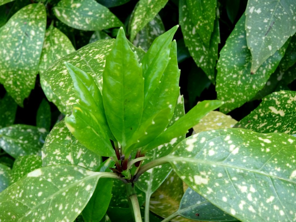 Feuilles de l'Aucuba du Japon, Aucuba japonica, Cornacées 