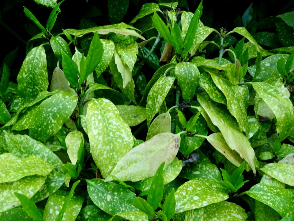 Feuilles de l'Aucuba du Japon, Aucuba japonica, Cornacées 