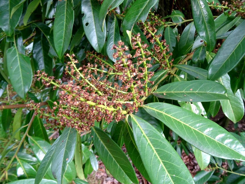 Inflorescences fanées et feuilles du Laurier-cerise, Prunu… 
