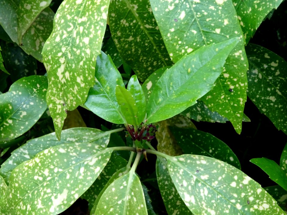 Feuilles de l'Aucuba du Japon, Aucuba japonica, Cornacées 