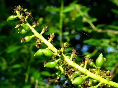 Inflorescences fanées et début des fruits (drupes) du Laur… 