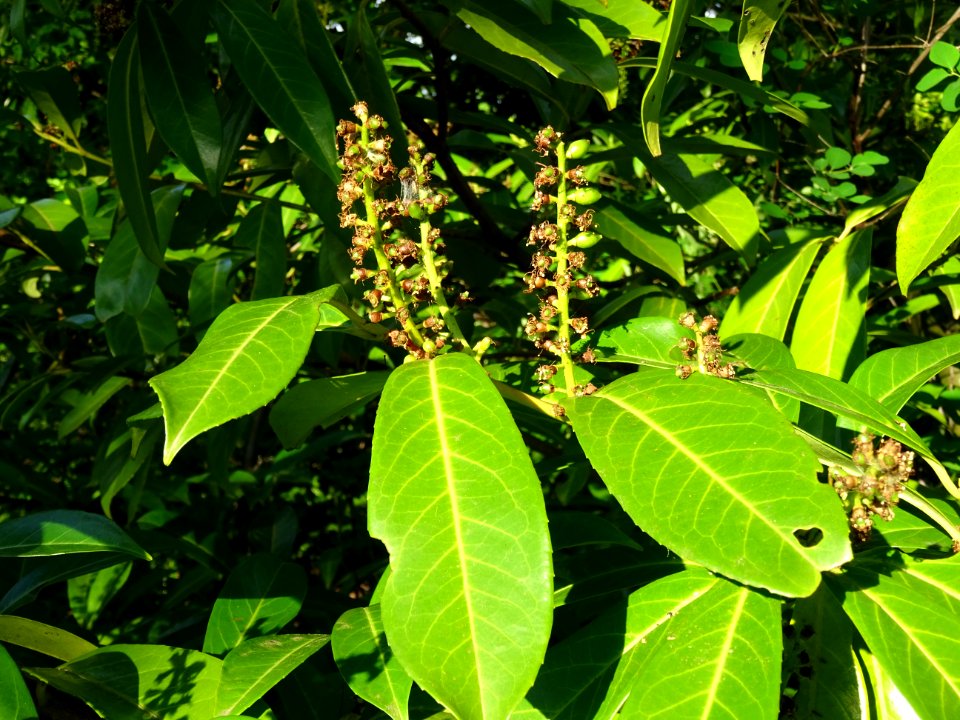 Inflorescences fanées et feuilles du Laurier-cerise, Prunu… 