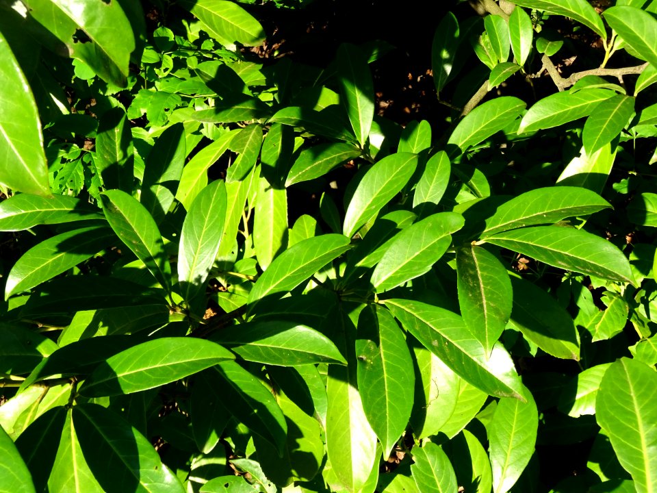 Feuilles du Laurier-cerise, Prunus laurocerasus, Rosacées 
