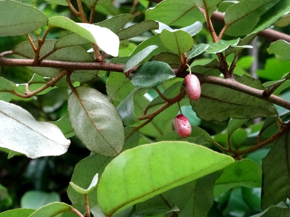 Drupes et feuilles du Chalef, Elaeagnus ebbingei, Elaeagna… 