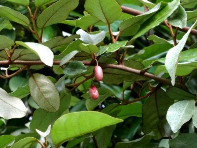 Drupes et feuilles du Chalef, Elaeagnus ebbingei, Elaeagna… 