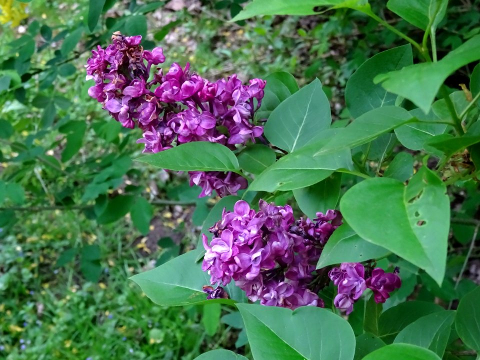 Lilas commun, Syringa vulgaris, Oléacées 