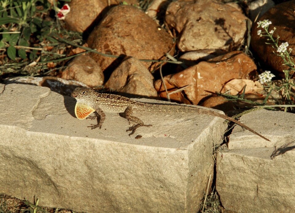 Small gecko colorful