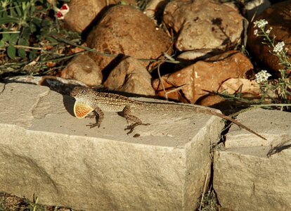 Small gecko colorful