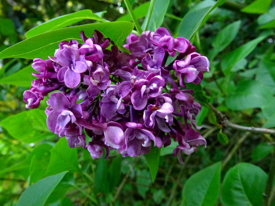 Lilas commun, Syringa vulgaris, Oléacées 