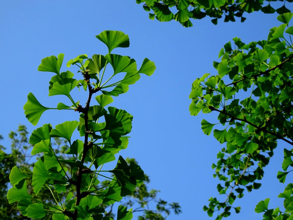 Feuilles du Ginkgo, Ginkgo biloba, Ginkgoacées 