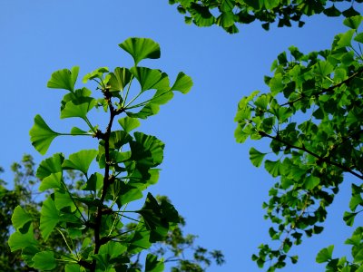 Feuilles du Ginkgo, Ginkgo biloba, Ginkgoacées 
