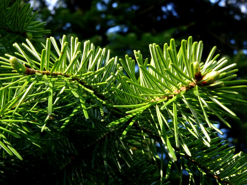 Aiguilles du Sapin pectiné, Abies alba, Pinacées 