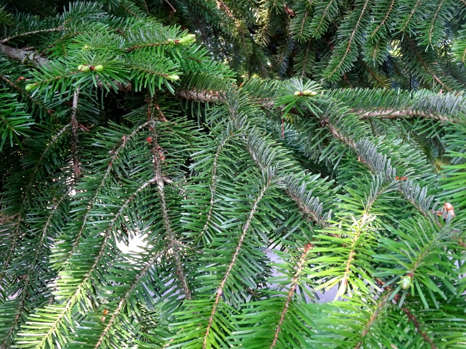 Aiguilles du Sapin pectiné, Abies alba, Pinacées 