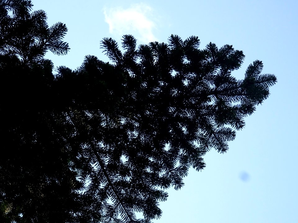Branches du Sapin pectiné, Abies alba, Pinacées 