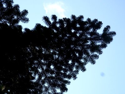 Branches du Sapin pectiné, Abies alba, Pinacées 