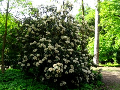 Viorne à feuilles ridées, Viburnum rhytidophyllum, Caprifo… 