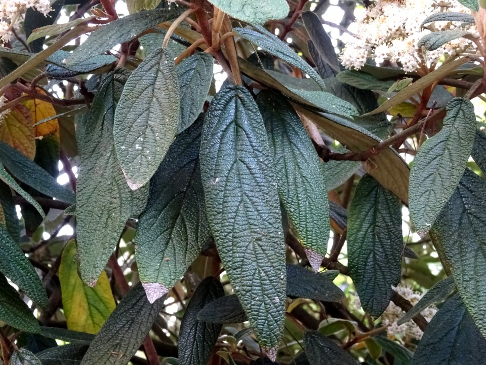 Viorne à feuilles ridées, Viburnum rhytidophyllum, Caprifo… 