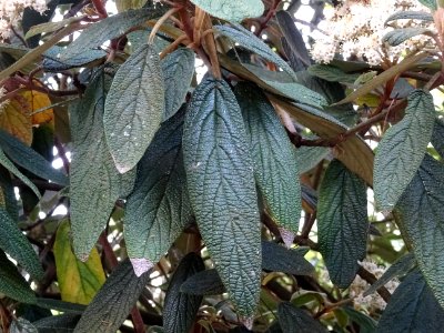 Viorne à feuilles ridées, Viburnum rhytidophyllum, Caprifo… 