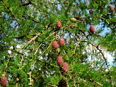 Cônes femelles du Mélèze commun, Larix decidua, Pinacées 