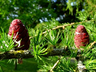 Cônes femelles du Mélèze commun, Larix decidua, Pinacées 