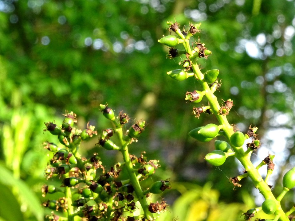 Inflorescences fanées et début des fruits (drupes) du Laur… 
