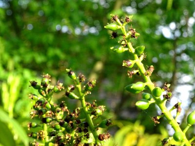 Inflorescences fanées et début des fruits (drupes) du Laur… 