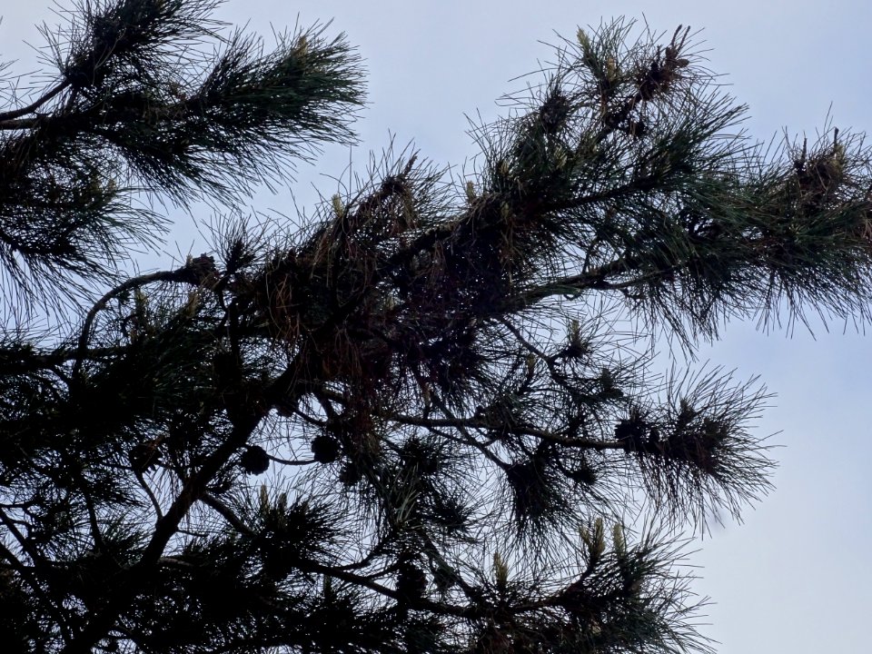 Pin noir ou Pin laricio de Corse, Pinus nigra var. maritim… 