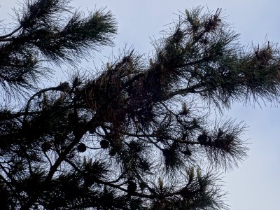 Pin noir ou Pin laricio de Corse, Pinus nigra var. maritim… 