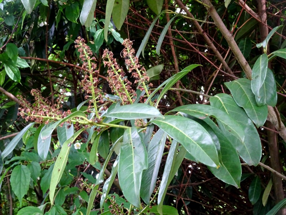 Inflorescences fanées et feuilles du Laurier-cerise, Prunu… 
