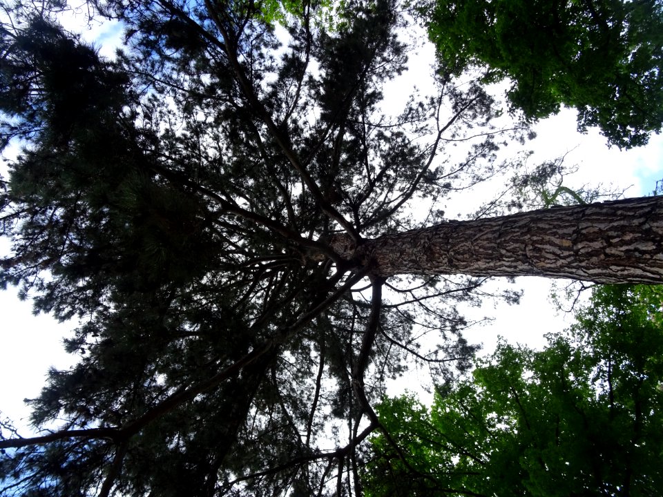 Pin noir ou Pin laricio de Corse, Pinus nigra var. maritim… 