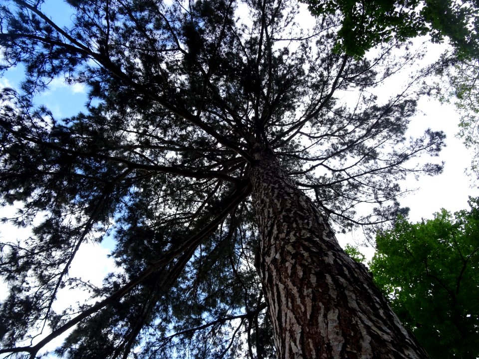 Pin noir ou Pin laricio de Corse, Pinus nigra var. maritim… 
