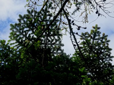 Branches et aiguilles du Sapin pectiné, Abies alba, Pinacé… 