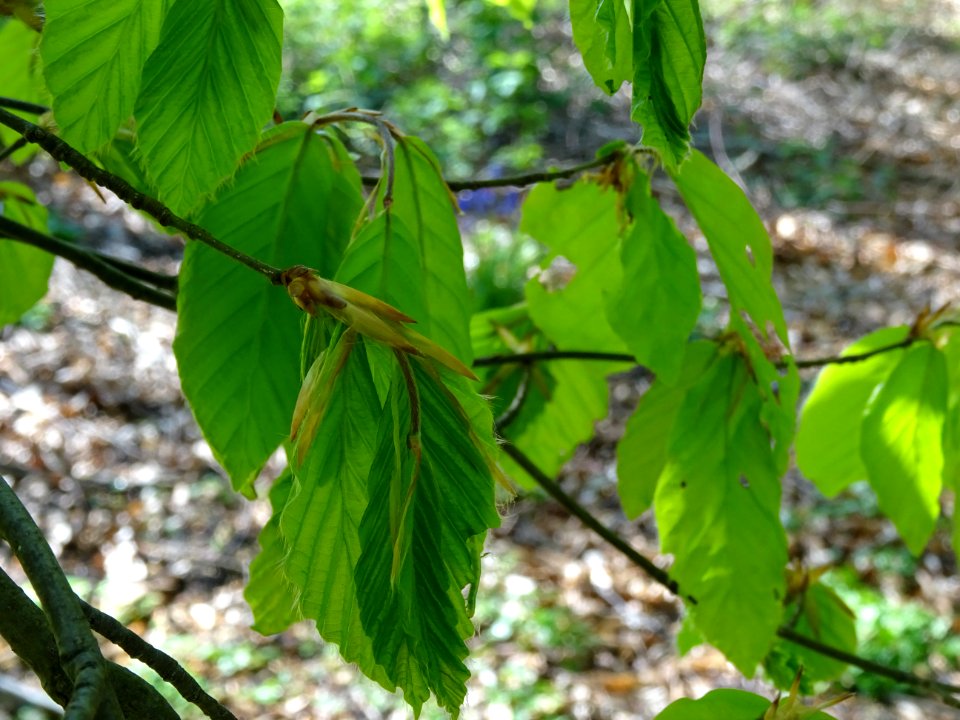 Feuilles de hêtre ou fayard, à stipules, Fagus sylvatica, … 