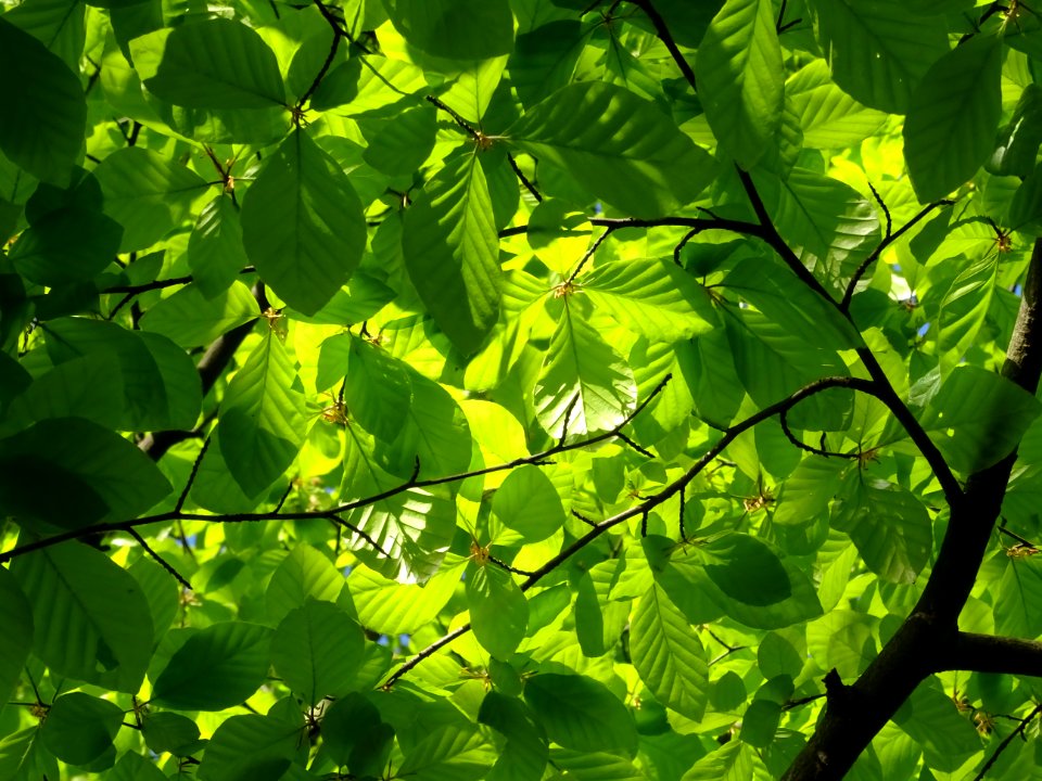 Feuilles de hêtre ou fayard, à stipules, Fagus sylvatica, … 