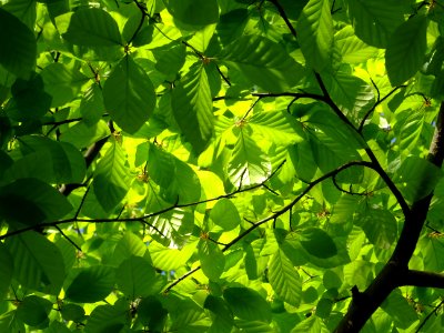 Feuilles de hêtre ou fayard, à stipules, Fagus sylvatica, … 
