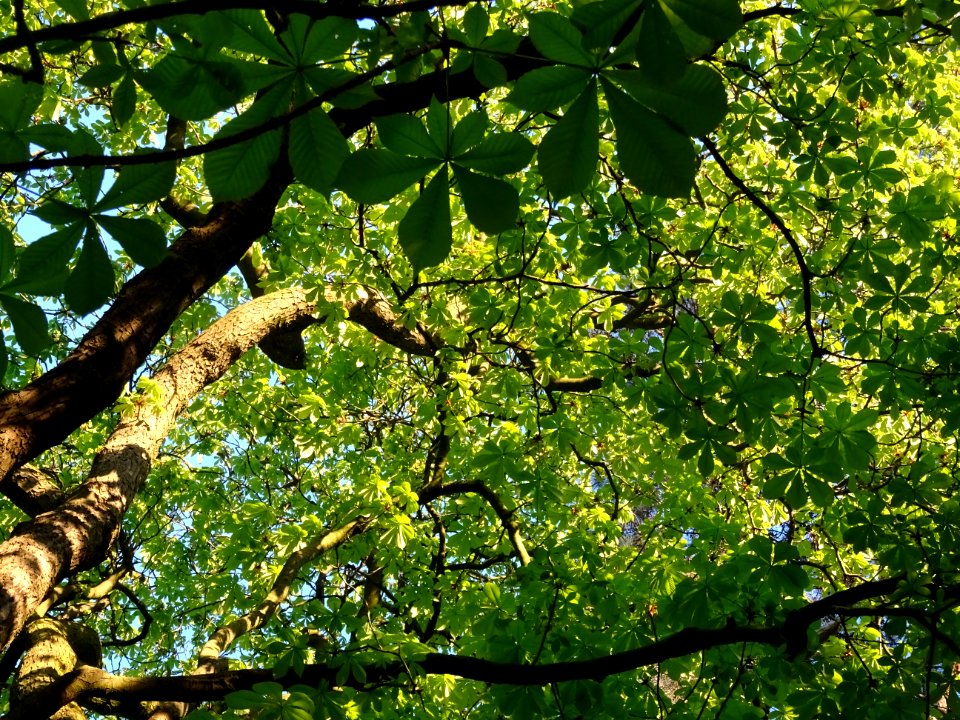 Branches et feuilles, Marronnier d'Inde, Aesculus hippocas… 