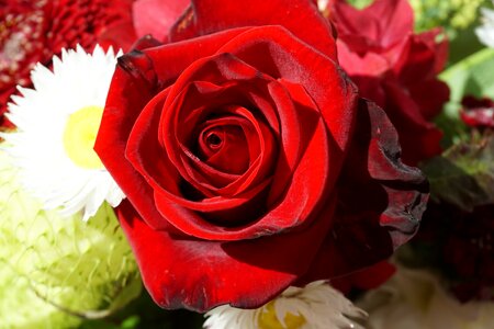 Marry valentine's day red rose photo