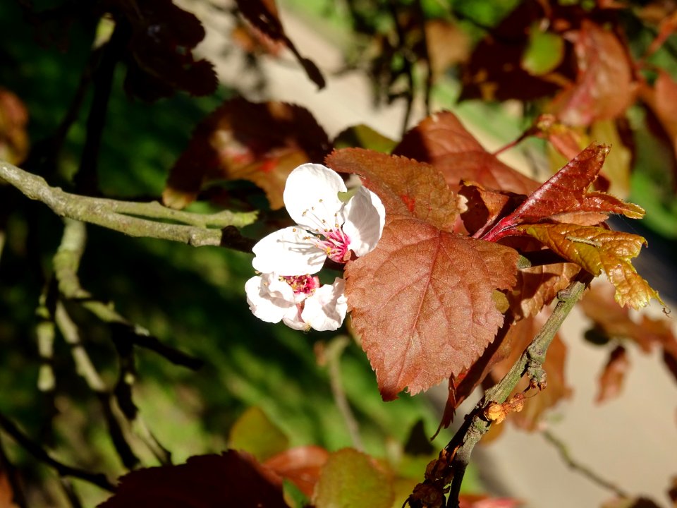 Fleurs de Prunier d'ornement, Prunus cerasifera Pissardii,… 