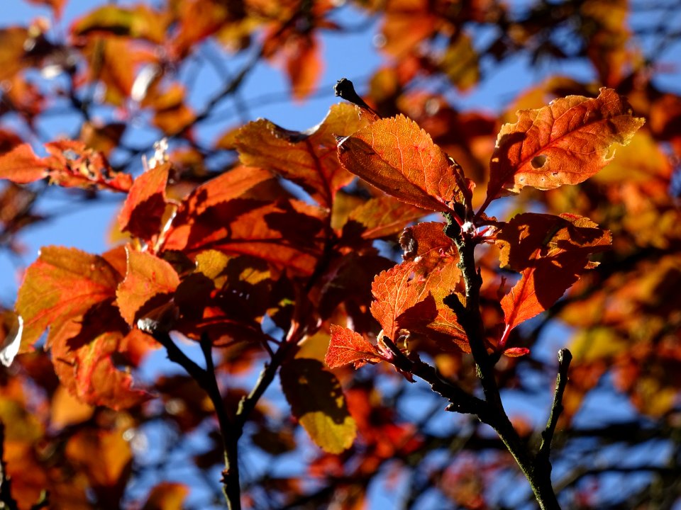 Feuilles de Prunier d'ornement, Prunus cerasifera Pissardi… 